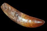 Rooted Carcharodontosaurus Tooth - Beautiful Enamel #71087-1